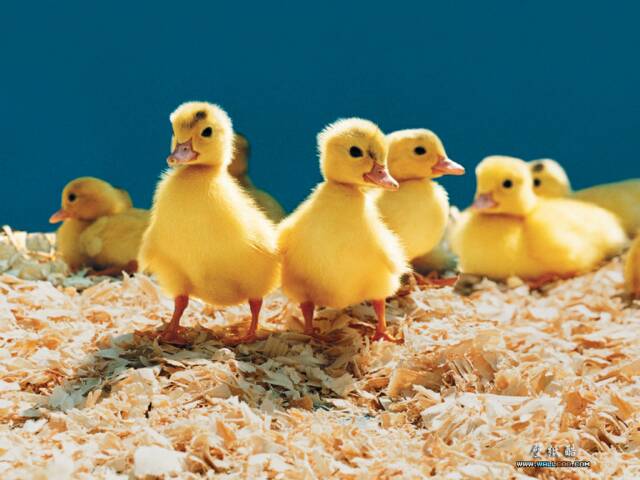 chicks animals